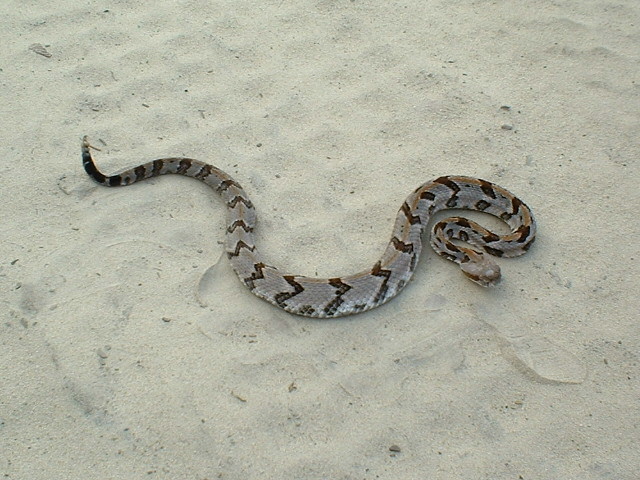 timber rattler16.JPG [149 Kb]